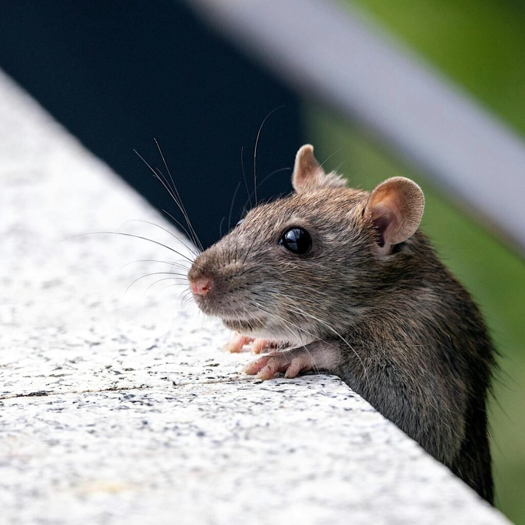 mice pest control in pflugerville