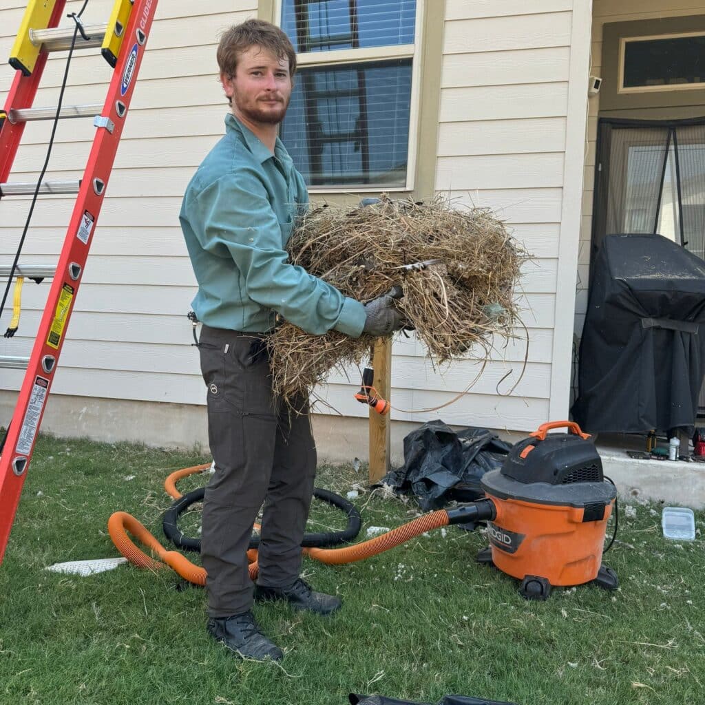 Bird nest removed from the soffit of a home just outside of Hutto.